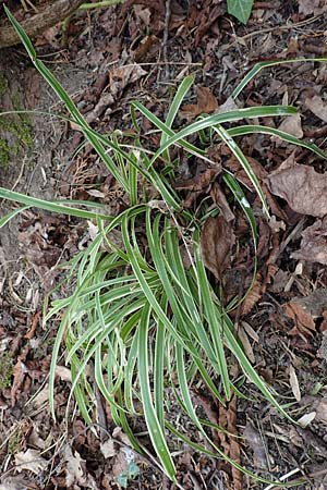 Carex morrowii, Japan-Segge