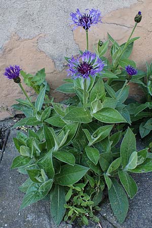 Centaurea montana / Perennial Cornflower, D Mannheim 2.5.2022