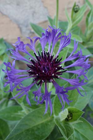 Centaurea montana / Perennial Cornflower, D Mannheim 2.5.2022