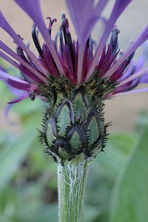 Centaurea montana / Perennial Cornflower, D Mannheim 2.5.2022