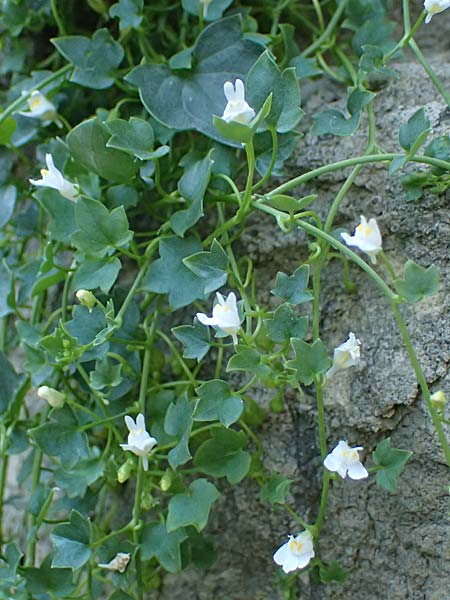 Cymbalaria muralis \ Gemeines Zimbelkraut, Mauer-Zimbelkraut / Ivy-Leaved Toadflax, Kenilworth Toadflax, D Naumburg an der Saale 12.6.2022