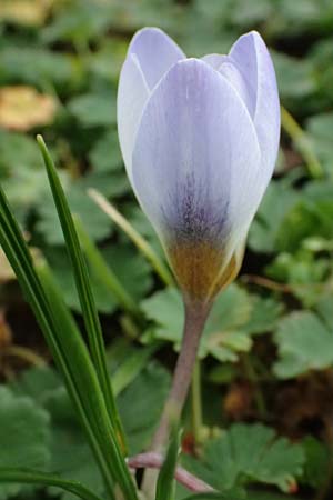 Crocus chrysanthus \ Kleiner Krokus, Balkan-Krokus / Snow Crocus, Golden Crocus, D Ludwigshafen 20.2.2024