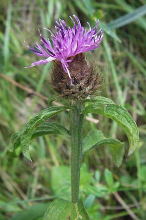 Centaurea nigra subsp. nemoralis / Common Knapweed, D Odenwald, Unterflockenbach 9.7.2007