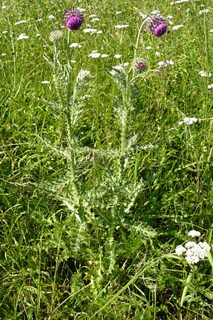 Carduus nutans \ Nickende Distel / Musk Thistle, D Blaubeuren 10.7.2015