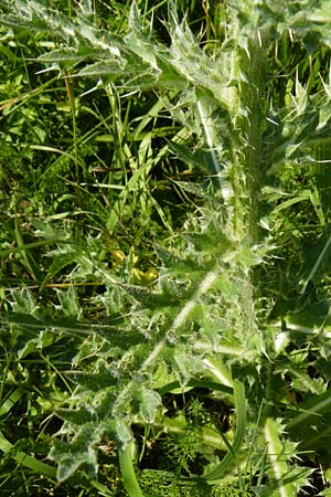 Carduus nutans \ Nickende Distel / Musk Thistle, D Blaubeuren 10.7.2015
