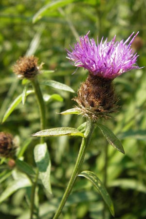 Centaurea nigra subsp. nemoralis / Common Knapweed, D Pfalz, Speyer 25.7.2012
