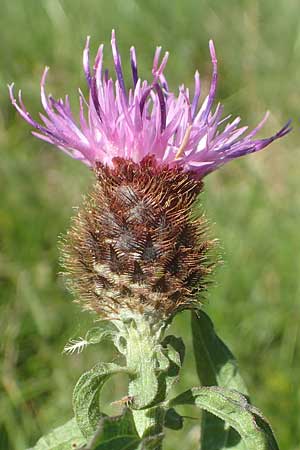 Centaurea nigra subsp. nemoralis / Common Knapweed, D Odenwald, Hammelbach 2.10.2015