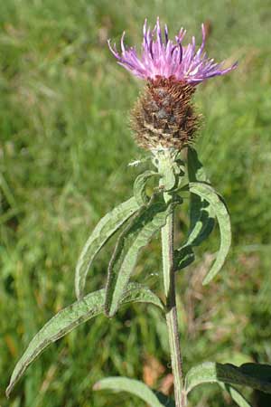 Centaurea nigra subsp. nemoralis / Common Knapweed, D Odenwald, Hammelbach 2.10.2015