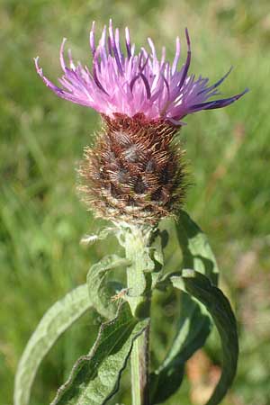 Centaurea nigra subsp. nemoralis / Common Knapweed, D Odenwald, Hammelbach 2.10.2015
