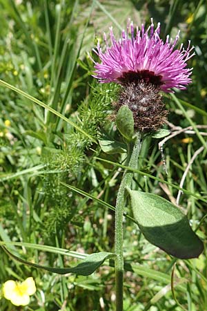 Centaurea nigra subsp. nemoralis / Common Knapweed, D Black-Forest, Feldberg 10.7.2016