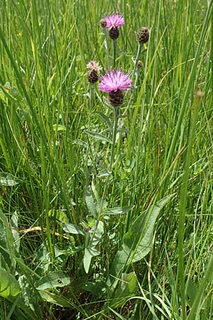 Centaurea nigra subsp. nemoralis / Common Knapweed, D Odenwald, Grasellenbach 16.6.2017