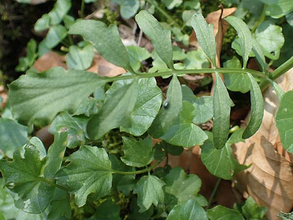 Cardamine pratensis var. nemorosa \ Wald-Wiesenschaumkraut, D Bensheim 7.4.2018