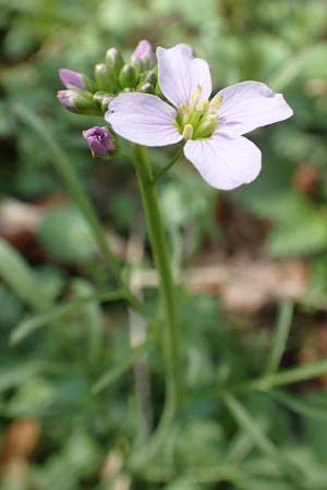 Cardamine pratensis var. nemorosa \ Wald-Wiesenschaumkraut, D Bensheim 7.4.2018