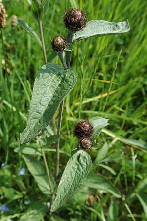 Centaurea nigra subsp. nemoralis / Common Knapweed, D Eberbach 11.5.2018
