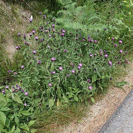 Centaurea nigra subsp. nemoralis / Common Knapweed, D Black-Forest, Hornisgrinde 3.7.2018
