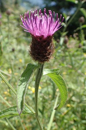 Centaurea nigra subsp. nemoralis / Common Knapweed, D Black-Forest, Hornisgrinde 3.7.2018