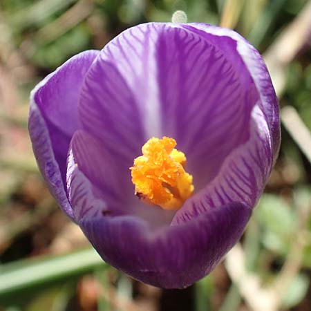 Crocus neglectus \ �bersehener Krokus / Neglected Crocus, D Zavelstein 21.2.2020