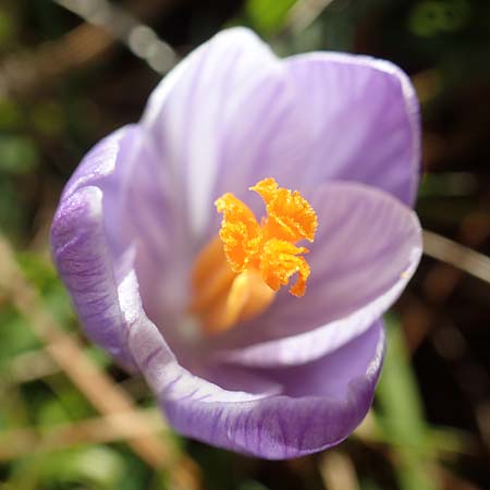 Crocus neglectus \ �bersehener Krokus / Neglected Crocus, D Zavelstein 21.2.2020