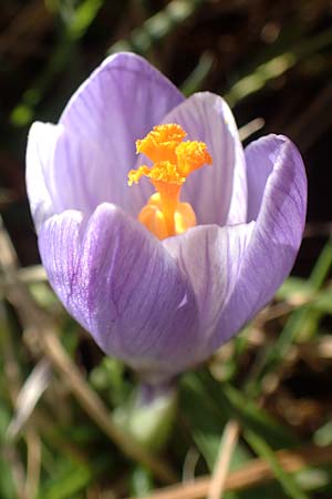 Crocus neglectus \ �bersehener Krokus / Neglected Crocus, D Zavelstein 21.2.2020