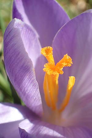 Crocus neglectus \ �bersehener Krokus / Neglected Crocus, D Zavelstein 21.2.2020
