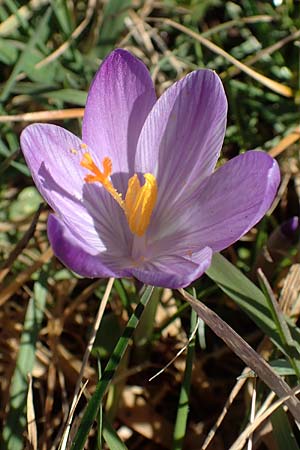 Crocus neglectus \ �bersehener Krokus / Neglected Crocus, D Zavelstein 21.2.2020