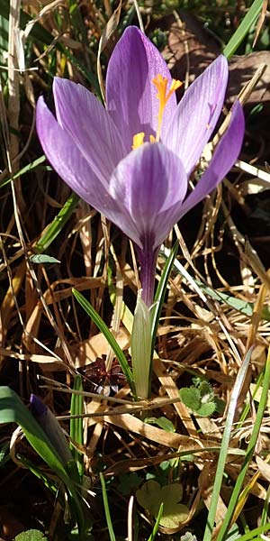 Crocus neglectus \ �bersehener Krokus / Neglected Crocus, D Zavelstein 21.2.2020
