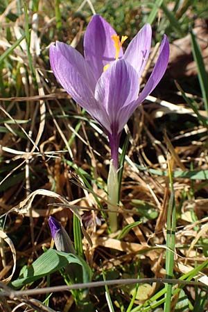 Crocus neglectus \ �bersehener Krokus / Neglected Crocus, D Zavelstein 21.2.2020
