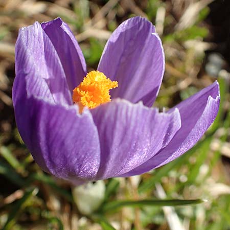 Crocus neglectus \ �bersehener Krokus / Neglected Crocus, D Zavelstein 21.2.2020