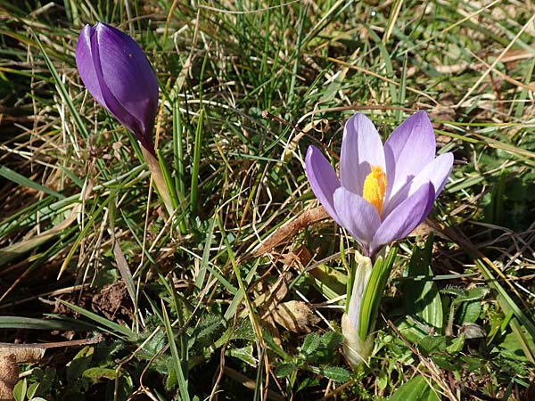 Crocus neglectus \ �bersehener Krokus / Neglected Crocus, D Zavelstein 21.2.2020