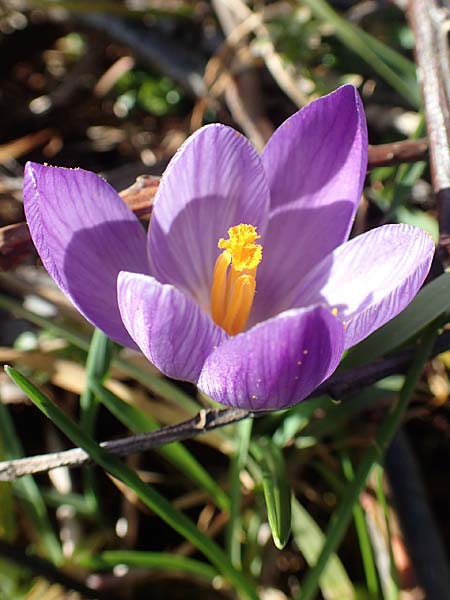 Crocus neglectus \ �bersehener Krokus / Neglected Crocus, D Zavelstein 21.2.2020