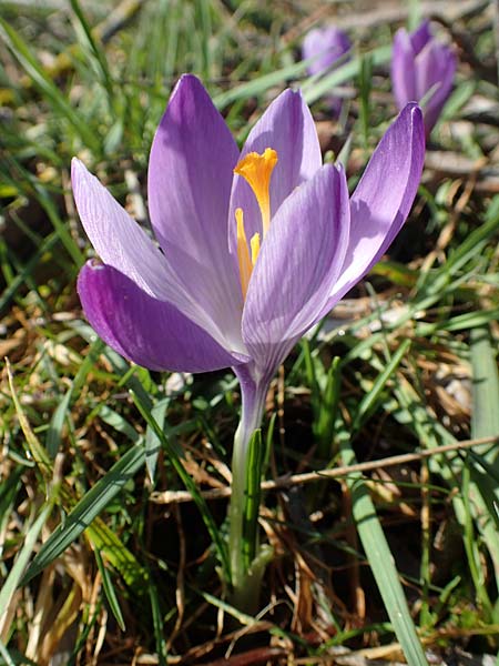 Crocus neglectus \ �bersehener Krokus / Neglected Crocus, D Zavelstein 21.2.2020