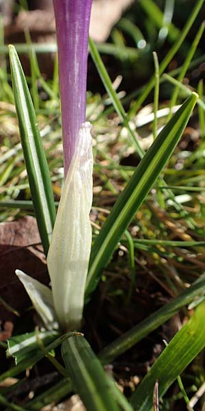 Crocus neglectus \ �bersehener Krokus / Neglected Crocus, D Zavelstein 21.2.2020