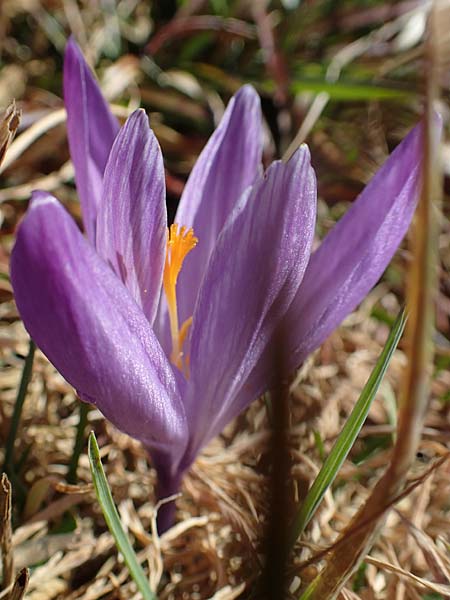 Crocus neglectus \ �bersehener Krokus / Neglected Crocus, D Zavelstein 21.2.2020