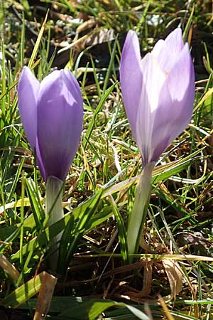 Crocus neglectus \ �bersehener Krokus / Neglected Crocus, D Zavelstein 21.2.2020