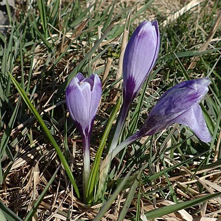 Crocus neglectus \ �bersehener Krokus / Neglected Crocus, D Zavelstein 21.2.2020