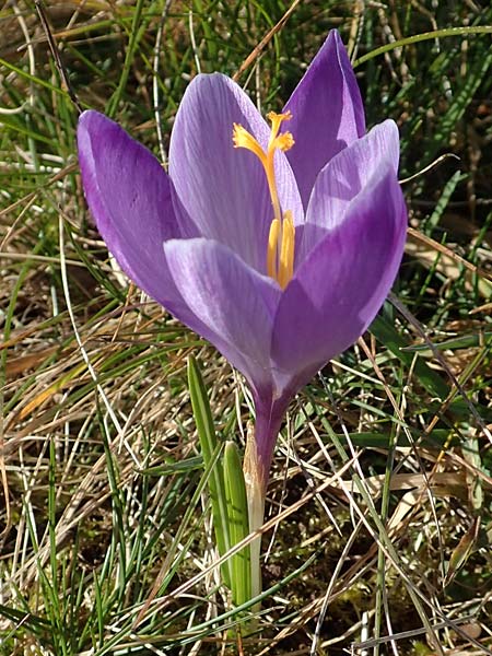 Crocus neglectus \ �bersehener Krokus / Neglected Crocus, D Zavelstein 21.2.2020