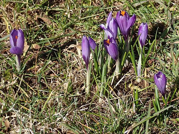 Crocus neglectus \ �bersehener Krokus / Neglected Crocus, D Zavelstein 21.2.2020