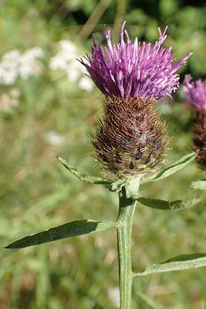 Centaurea nigra subsp. nemoralis / Common Knapweed, D Petersberg-Marbach 30.7.2020