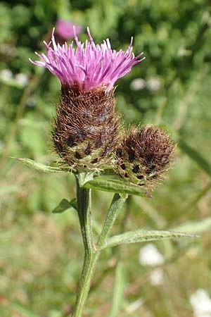 Centaurea nigra subsp. nemoralis / Common Knapweed, D Petersberg-Marbach 30.7.2020