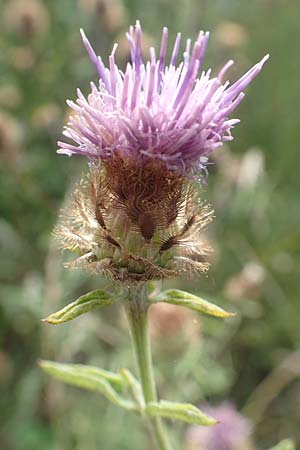 Centaurea nigra subsp. nemoralis / Common Knapweed, D Odenwald, Eulsbach 27.8.2020