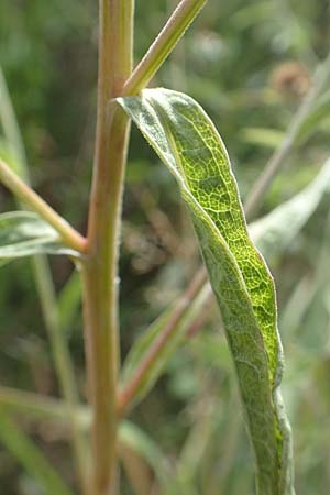 Centaurea nigra subsp. nemoralis / Common Knapweed, D Odenwald, Eulsbach 27.8.2020