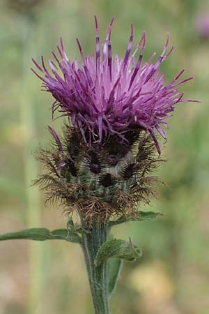 Centaurea nigra subsp. nemoralis / Common Knapweed, D Schlitz 21.6.2022