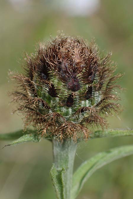 Centaurea nigra subsp. nemoralis / Common Knapweed, D Schlitz 21.6.2022