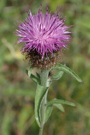 Centaurea nigra subsp. nemoralis / Common Knapweed, D Schlitz 21.6.2022