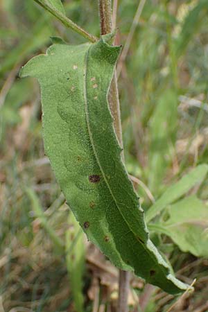 Centaurea nigra subsp. nemoralis / Common Knapweed, D Schlitz 21.6.2022