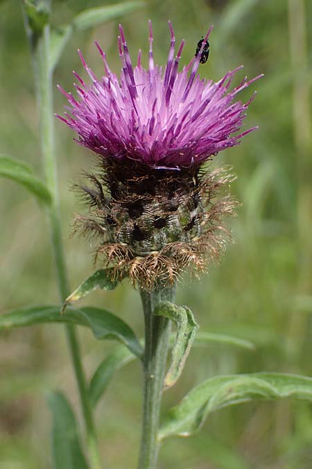 Centaurea nigra subsp. nemoralis / Common Knapweed, D Schlitz 21.6.2022