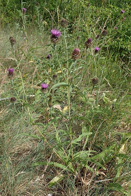 Centaurea nigra subsp. nemoralis / Common Knapweed, D Schlitz 21.6.2022