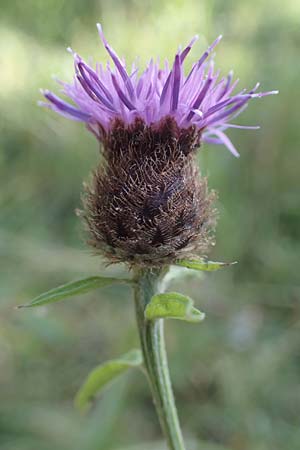 Centaurea nigra subsp. nemoralis / Common Knapweed, D Hunsr&uuml;ck, B&ouml;rfink 18.7.2022