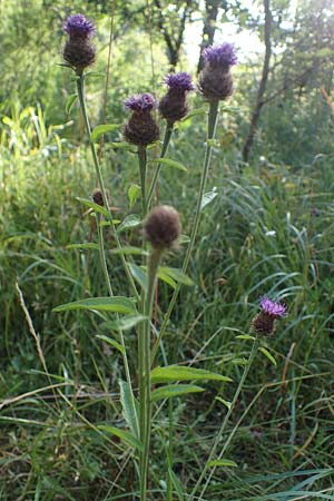 Centaurea nigra subsp. nemoralis / Common Knapweed, D Hunsr&uuml;ck, B&ouml;rfink 18.7.2022