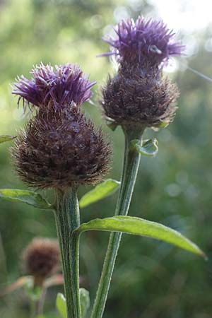 Centaurea nigra subsp. nemoralis / Common Knapweed, D Hunsr&uuml;ck, B&ouml;rfink 18.7.2022